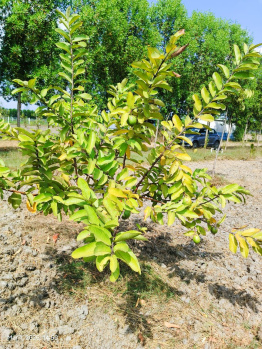 Agricultural/Farm Land for Sale in Madurantakam, Chennai (9688 Sq.ft.)