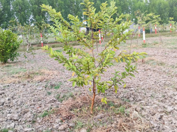 Agricultural/Farm Land for Sale in Madhurandagam, Chennai (9689 Sq.ft.)