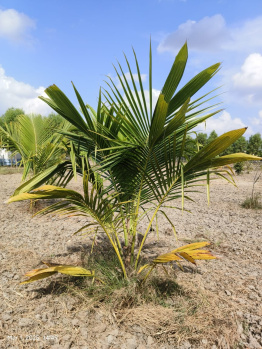 Agricultural/Farm Land for Sale in Madurantakam, Chennai (9697 Sq.ft.)