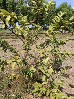 Property for sale in Pulipakkam, Chengalpattu