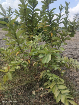 Agricultural/Farm Land for Sale in Melmaruvathur, Chennai (9701 Sq.ft.)