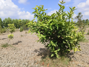 Agricultural/Farm Land for Sale in Melmaruvathur, Chennai (9704 Sq.ft.)