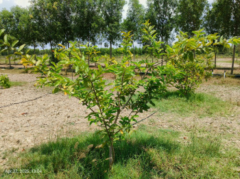 Agricultural/Farm Land for Sale in Chengalpet, Chennai (9709 Sq.ft.)