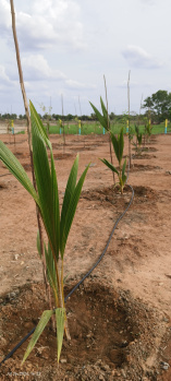 Property for sale in Salavakkam, Kanchipuram