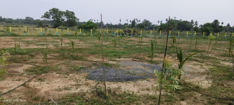 21 cents red soil farmland for sale near chengalpattu