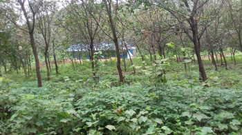 Residential Plot for Sale in Dodamarg, Sindhudurg (240 Acre)