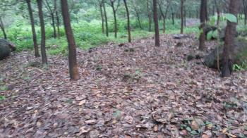 Property for sale in Dodamarg, Sindhudurg