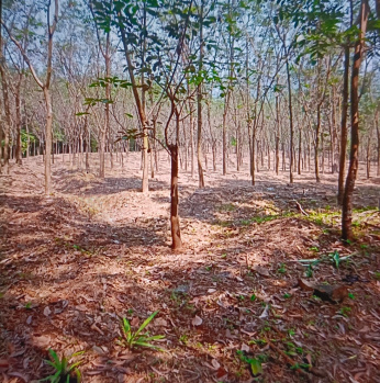 Property for sale in Dodamarg, Sindhudurg