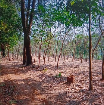 Property for sale in Dodamarg, Sindhudurg