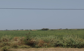 Agricultural/Farm Land for Sale in Dhandhuka, Ahmedabad (14 Acre)