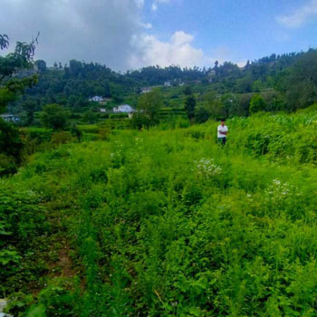 440 Sq. Meter Residential Plot for Sale in Mukteshwar, Nainital
