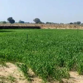 1500 Sq. Yards Agricultural/Farm Land for Sale in Sikar Road, Jaipur