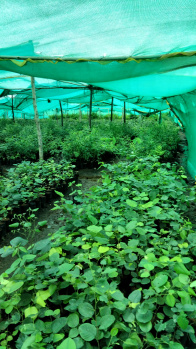 Farm Plots @ 992/- Per Sq.Yard