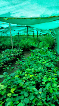 Property for sale in Narayankhed, Sangareddy