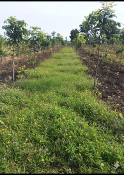 Residential Plot for Sale in Narayankhed, Sangareddy (605 Sq. Yards)