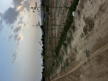 Agricultural/Farm Land for Sale in Ramgarh, Alwar (1800 Sq.ft.)