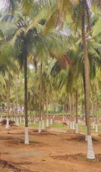 10 Cent Agricultural/Farm Land for Sale in Othakalmandapam, Coimbatore