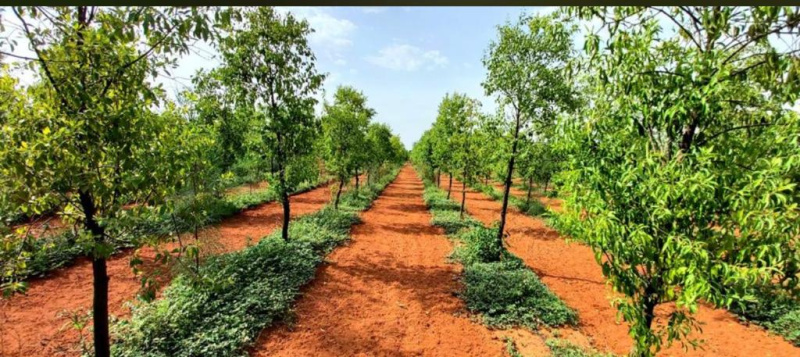4840 Acre Agricultural/Farm Land for Sale in Shadnagar, Hyderabad