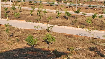 Residential Plot for Sale in Shadnagar, Hyderabad (165 Sq. Yards)