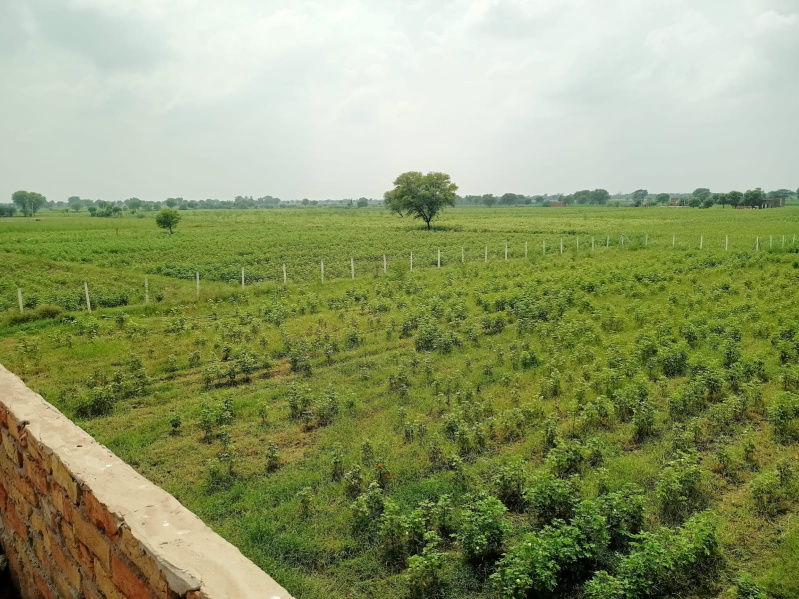 22 Bigha Agricultural/Farm Land for Sale in Naugaon, Alwar
