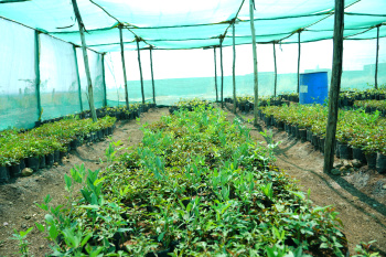 Property for sale in Narayankhed, Sangareddy