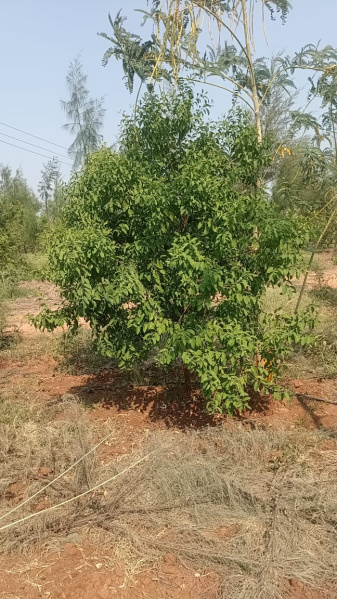 121 Sq. Yards Agricultural/Farm Land for Sale in JP Darga, Hyderabad