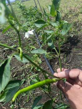 Property for sale in Narayankhed, Sangareddy