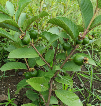 Property for sale in Narayankhed, Sangareddy