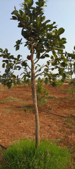 Property for sale in Raghunathpalle, Jangaon