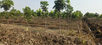 Residential Plot for Sale in Narayankhed, Sangareddy (121 Sq. Yards)