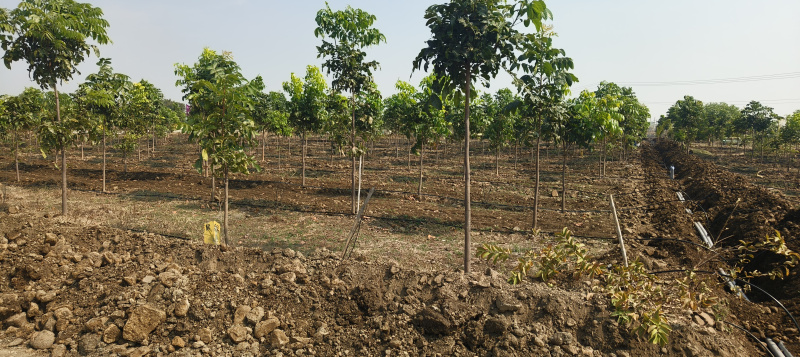 Residential Plot for Sale in Narayankhed, Sangareddy (121 Sq. Yards)