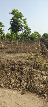 Residential Plot for Sale in Narayankhed, Sangareddy (121 Sq. Yards)