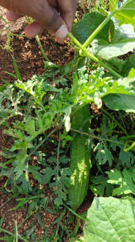 1 BHK Residential Plot for Sale in Shadnagar, Hyderabad (242 Sq.ft.)