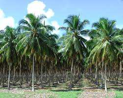 261360 Sq.ft. Agricultural/Farm Land For Sale In Pollachi, Coimbatore