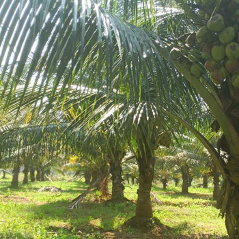 3.60 Acre Agricultural/Farm Land for Sale in Pollachi, Coimbatore