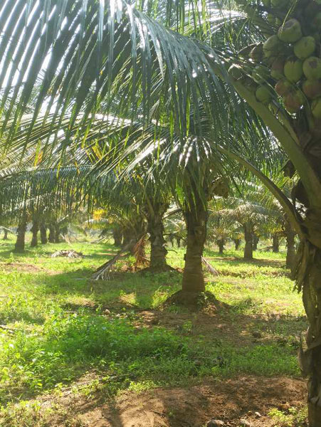 3.60 Acre Agricultural/Farm Land For Sale In Pollachi, Coimbatore