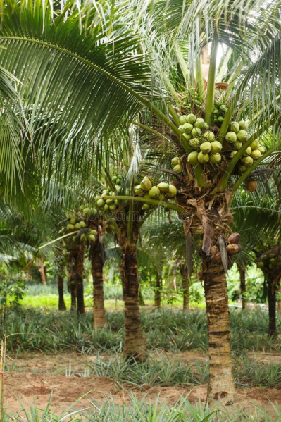 5 Acre Agricultural/Farm Land For Sale In Pollachi, Coimbatore