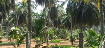 Property for sale in Kottur, Coimbatore