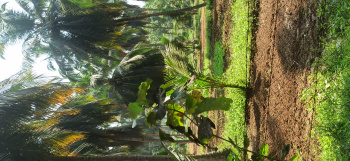 3 Acre Residential Plot for Sale in Kottur, Coimbatore