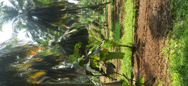 3 Acre Residential Plot For Sale In Kottur, Coimbatore