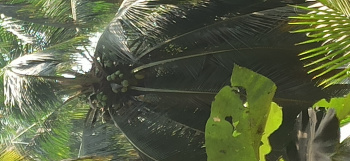 Property for sale in Kottur, Coimbatore