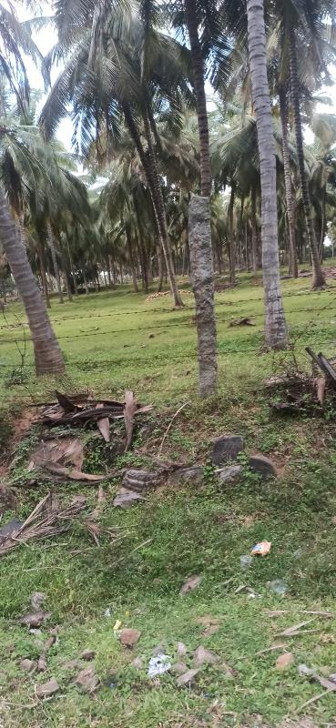 18 Acre Agricultural/Farm Land For Sale In Pollachi, Coimbatore