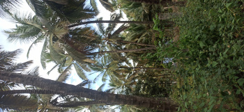 Agricultural/Farm Land for Sale in Pollachi, Coimbatore (4 Acre)