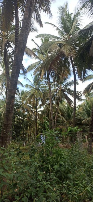 Agricultural/Farm Land For Sale In Pollachi, Coimbatore (4 Acre)