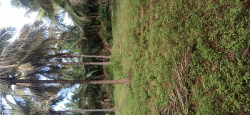 Agricultural/Farm Land for Sale in Pollachi, Coimbatore (18 Acre)