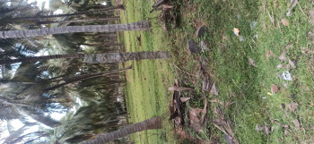 Agricultural/Farm Land for Sale in Pollachi, Coimbatore (5 Acre)