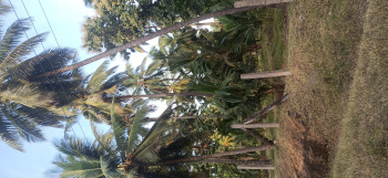 Agricultural/Farm Land for Sale in Pollachi, Coimbatore (3 Ares)