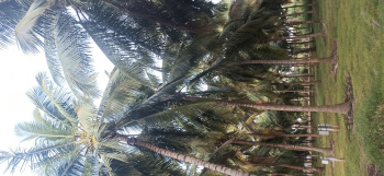 Agricultural/Farm Land for Sale in Pollachi, Coimbatore (7 Acre)