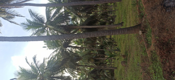 Agricultural/Farm Land for Sale in Pollachi, Coimbatore (10 Acre)