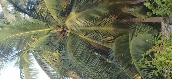 Agricultural/Farm Land for Sale in Pollachi, Coimbatore (3 Acre)